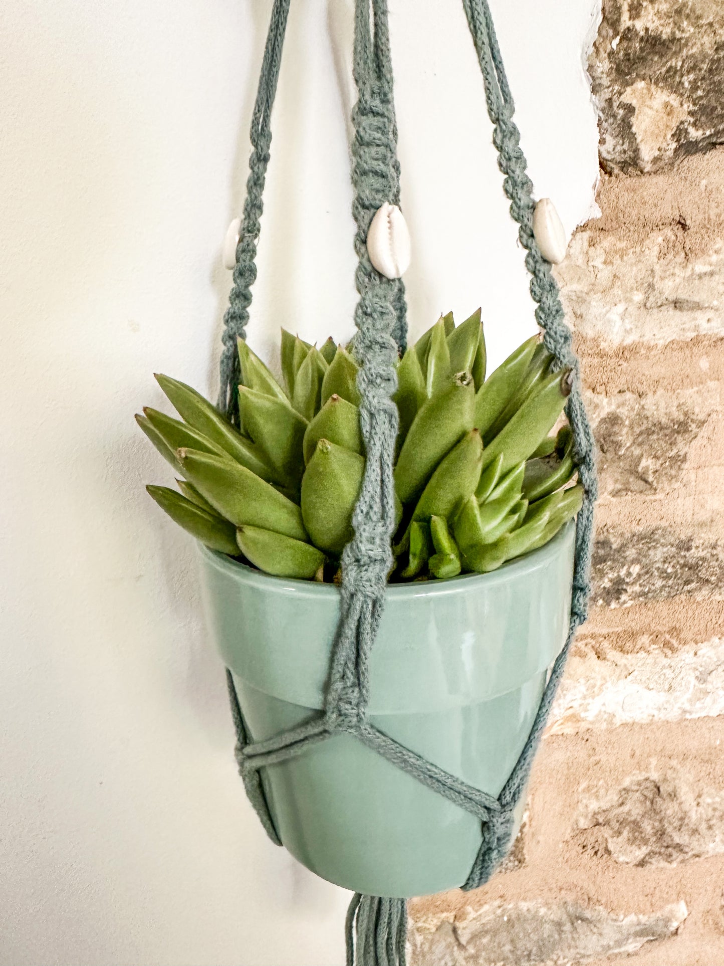 Macrame sea shell plant hanger